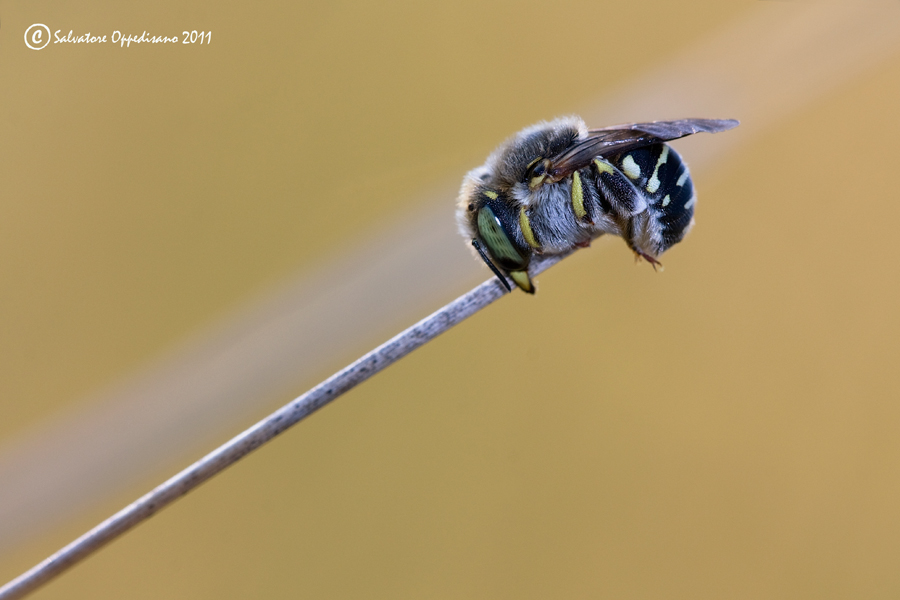 Apidae Megachilinae: cfr. Anthidiellum strigatum